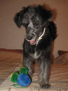 Самая позитивная собака девочка в дар! #494985