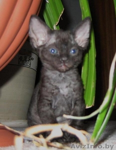 Очаровательные эльфы #485930