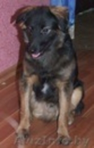 Милый щенок в добрые руки #494461