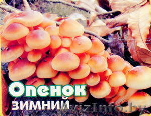 Міцэліем (насенне) шампіньёны,  дрэўнавушка,  опенока,  шыітаке,  белага грыба #491975