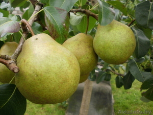 Саженцы плодовых деревьев и кустарников. #500745