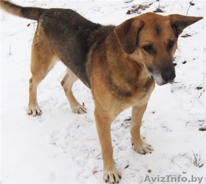 Собачка в частный дом! мальчик,  два года,  не на привязь. #491792