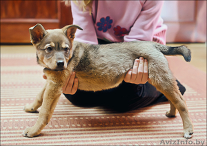 Ищем новых хозяев! #487509