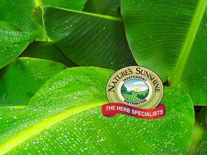 NSP- высококачественная продукция и бизнес в ПОДАРОК! #488400