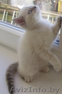 Милые британские котята #496552