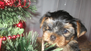 классные щеночки-йорки #486949