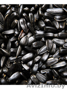 Продам кондитерский подсолнечник Лакомка #518895