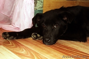 В дар! Щенок 3 месяца,  девочка,  ищет любящего хозяина! #514584