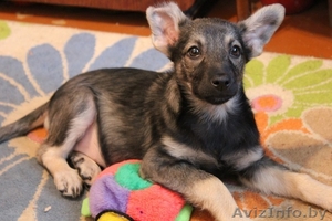 Девочка-щенок*-* #501467