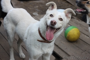 Подарю преданного друга #486008