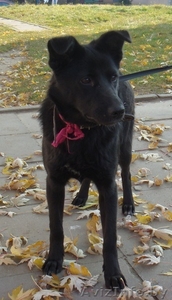 Чернушка Ирма ищет добрых хозяев #506590