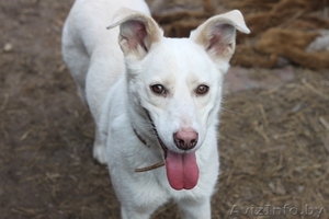 Подарю лаского и доброго друга #484115