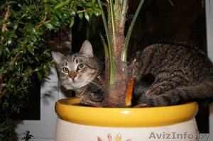 кошечка ищет новых хозяев #487413