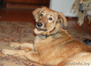 Щенок-подросток в дар #487086