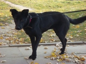 Чернушка Ирма в добрые руки #519405