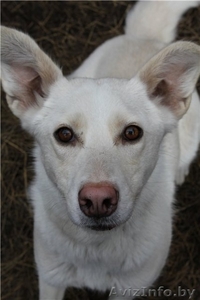 Белла ищет новый дом #487012