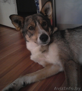 Метис лайки в хорошие руки #487010