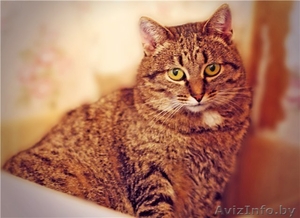 Самая мягкая и уютная кошка Бася в дар! #527023