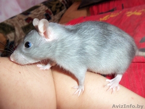 Голубые крыски!!!!!!!! #546807