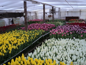 продам тюльпаны оптом в  Пинск #542925