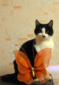 Марфуша - кошка с янтарно-медовыми глазами,  в добрые руки в дар. #527211