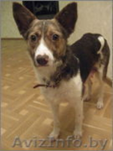 Дизайнерская эксклюзивная собака ищет дом и любящих хозяев!!! #528136