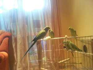 Ожереловый попугай Крамера  #552090