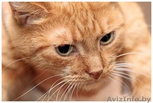 Сандра - рыжая кошка в добрые руки,  в дар.  #521118