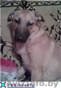 Найден щенок, ищет любящего хозяина! #525118