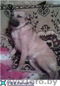 Найден щенок,  ищет новый дом и тепло! #526392