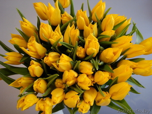 Продам тюльпаны к 8 марта,  оптом. #552690