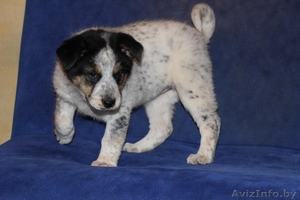 3 щенка под машиной #527255