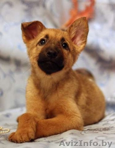 Золотисто-рыжая малышка в заботливые руки! #532401