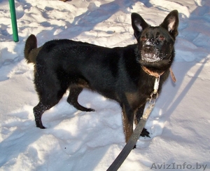 Чернушка Ирма ищет хозяев #533334