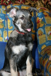 Ласковая девочка-щенок – в дар!!! #528362