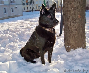 Чудесная собака в добрые руки #551604