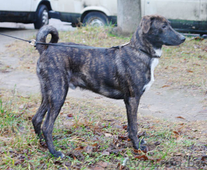 Тиграша  - шебутной  подросток #546156