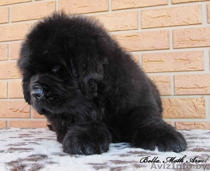 щенки ньюфаундленда в питомнике 