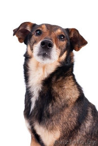 Небольшой песик в дар! #558343