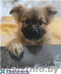 ЩЕНОК ИЩЕТ ХОЗЯИНА #542010