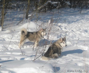 Маламутики-девочки #543799