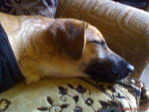 Щенку нужен дом и тепло! #542345