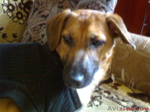 Щенок в добрые и надёжные руки! #542336