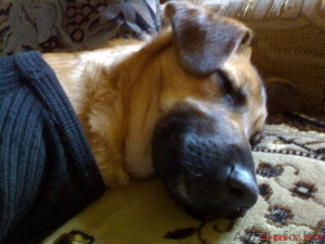 Чудный щенок в добрые руки! #534670