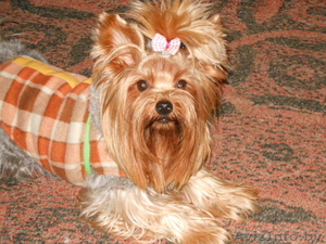 ЙЁРКШИРСКИЕ ТЕРЬЕРЫ #540083