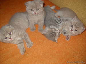 продам котят британцев #520041