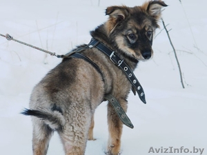 Очаровашка Жули в дар! Щеночек,  3 месяца. #542278