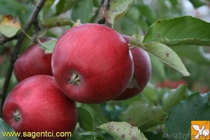 ПРОДАЖА САЖЕНЦЕВ ПЛОДОВО ЯГОДНЫХ КУЛЬТУР #502827