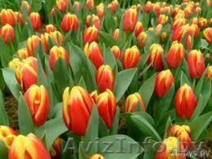 Тюльпан оптом к 8 марта #551416