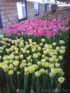 Тюльпаны к 8 Марта !!!!! #533393